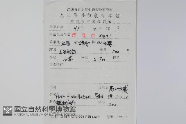 扇葉槭藏品圖，第2張