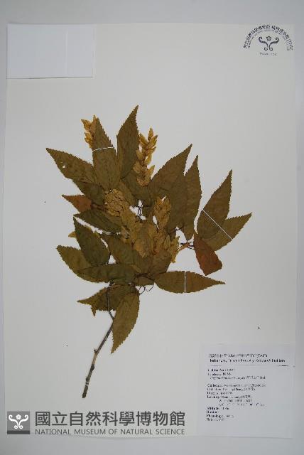 阿里山千金榆藏品圖，第1張