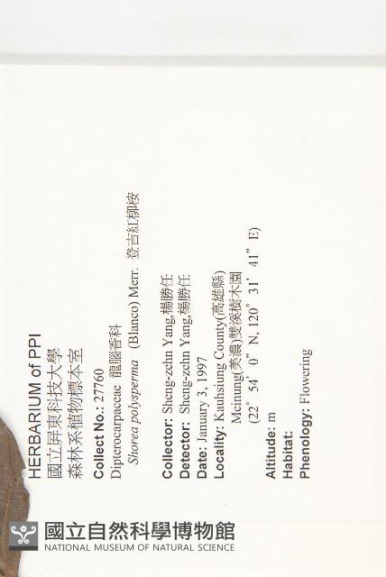 凳吉紅柳桉藏品圖，第2張