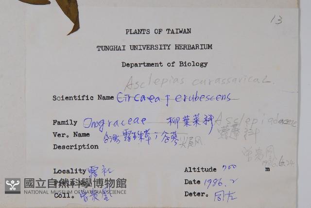 尖尾鳳、馬利筋藏品圖，第2張