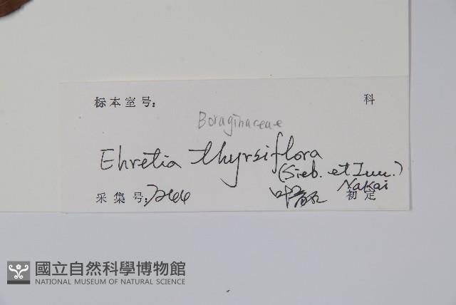 厚殼樹藏品圖，第2張