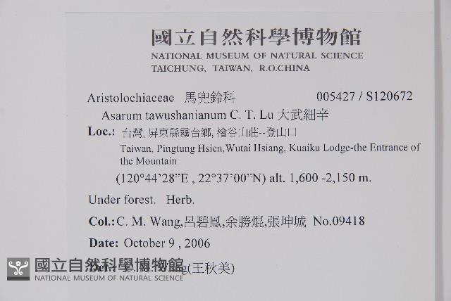 大武山細辛藏品圖，第2張