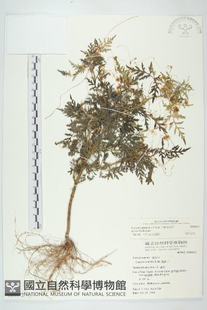 平原菟絲子藏品圖，第1張