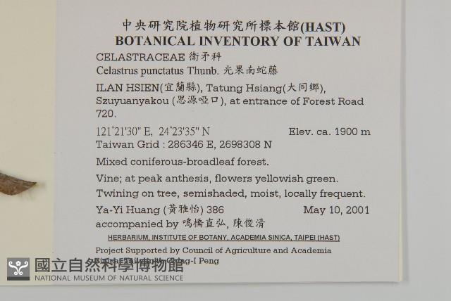 光果南蛇藤藏品圖，第2張