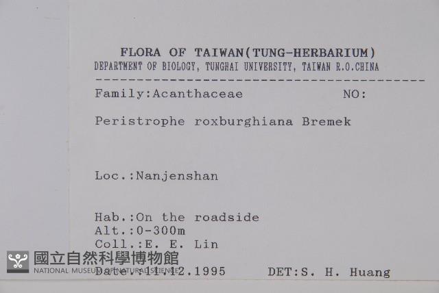 長花九頭獅子草、山藍藏品圖，第2張