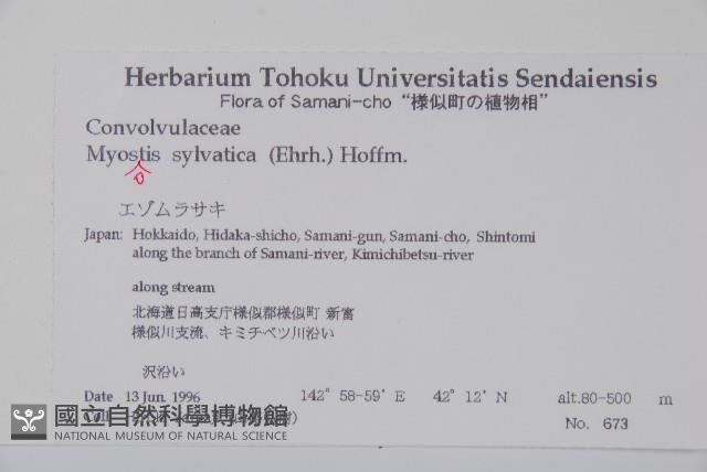 勿忘草藏品圖，第2張