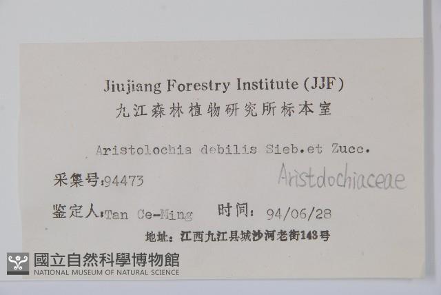 馬兜鈴藏品圖，第2張