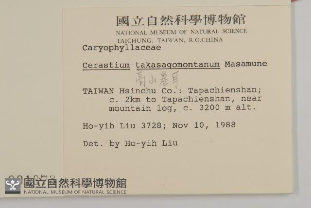 高山卷耳藏品圖，第2張