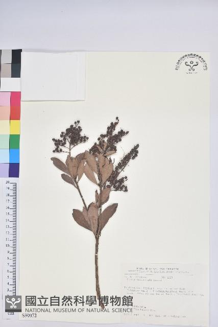 臺灣馬醉木藏品圖，第1張