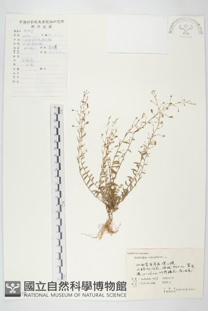 Accession Number:S060072 Collection Image, Figure 1, Total 3 Figures