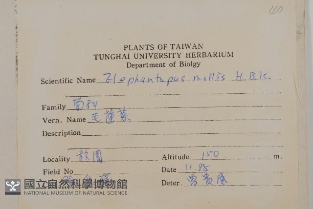 地膽草、毛蓮菜藏品圖，第2張