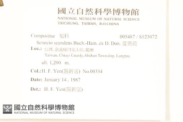 蔓黃菀藏品圖，第2張