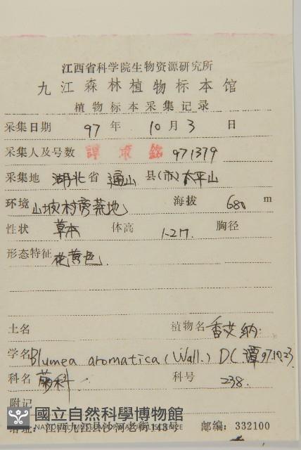 薄葉艾納香藏品圖，第2張