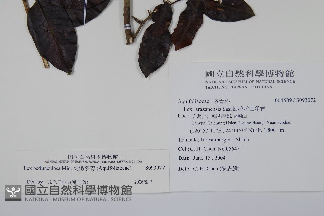 刻脈冬青藏品圖，第2張