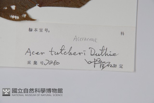 嶺南槭藏品圖，第2張