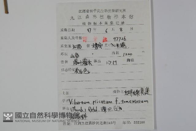 蝴蠂莢迷藏品圖，第2張