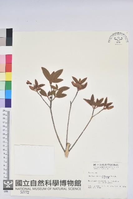 金毛杜鵑藏品圖，第1張