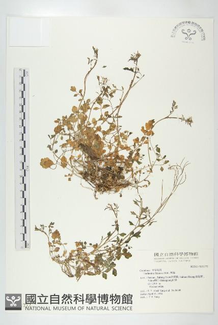 焊菜藏品圖，第1張