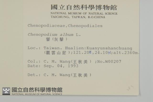 藜、灰藜藏品圖，第2張