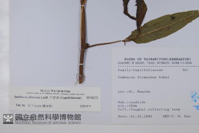 冇骨消藏品圖，第2張