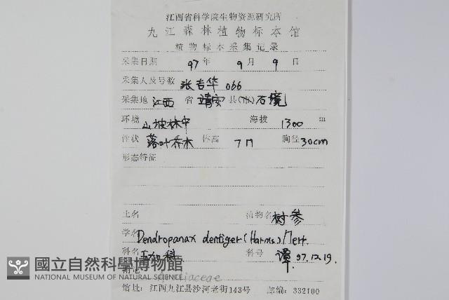 臺灣樹參藏品圖，第2張
