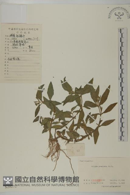 鱧腸藏品圖，第1張