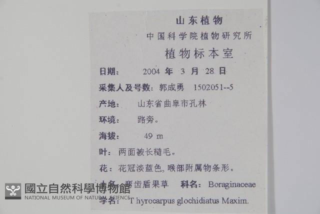 彎齒盾果草藏品圖，第2張