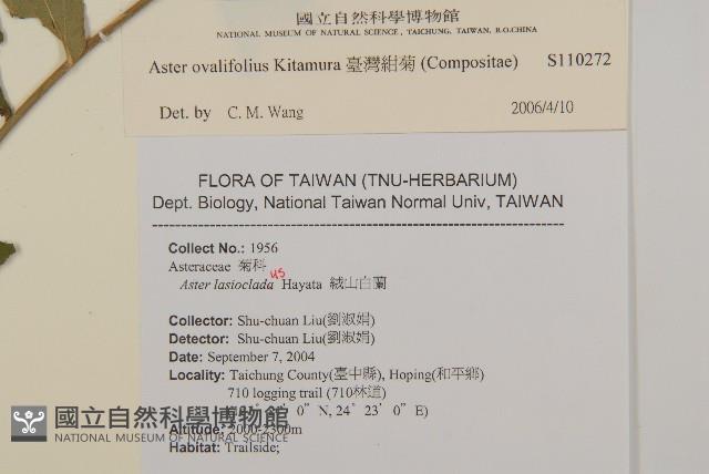 臺灣紺菊藏品圖，第2張