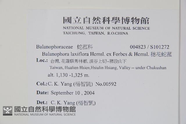 穗花蛇菰藏品圖，第2張