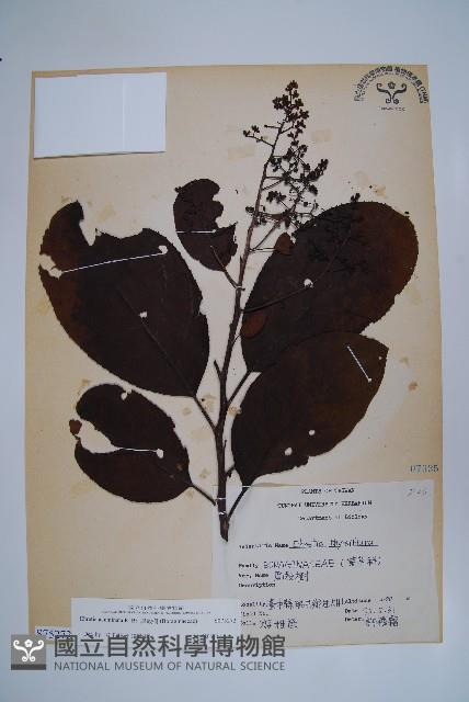 厚殼樹藏品圖，第1張