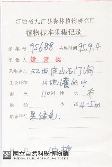 油柿藏品圖，第2張