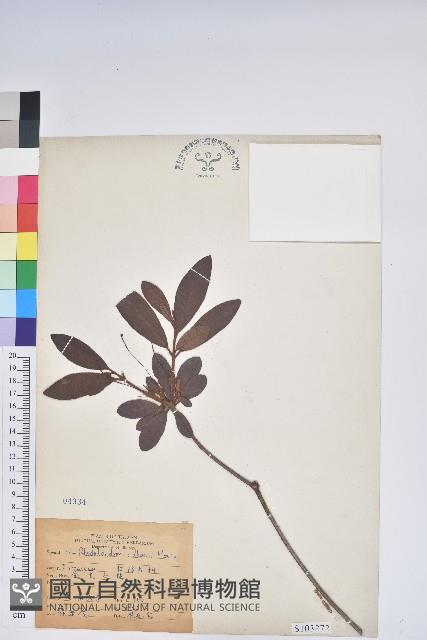 金毛杜鵑藏品圖，第1張