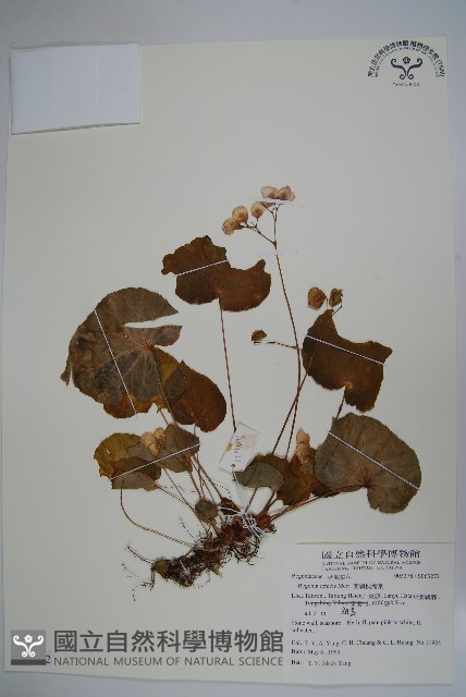 蘭嶼秋海棠藏品圖，第1張