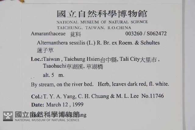 蓮子草藏品圖，第2張