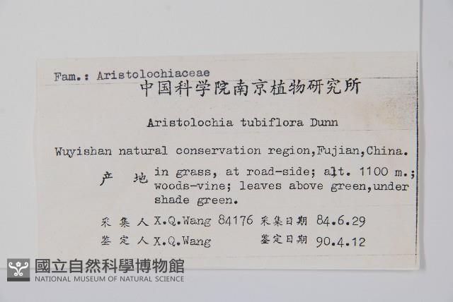 管花馬兜鈴藏品圖，第2張