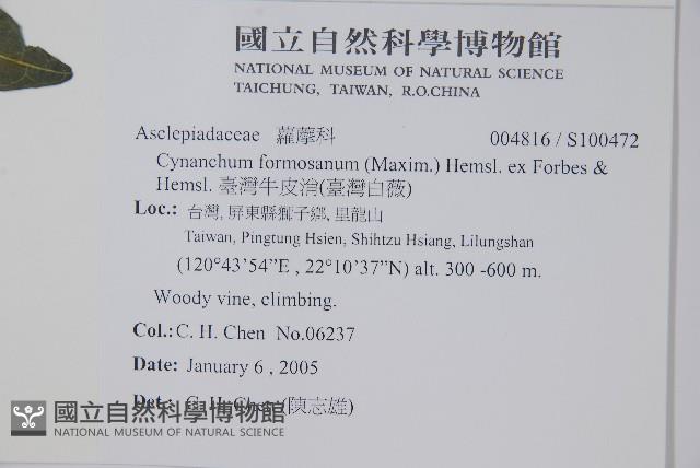 臺灣牛皮消、臺灣白薇藏品圖，第2張