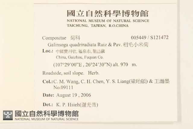 粗毛小米菊藏品圖，第2張