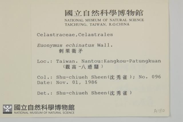 刺果衛矛藏品圖，第2張