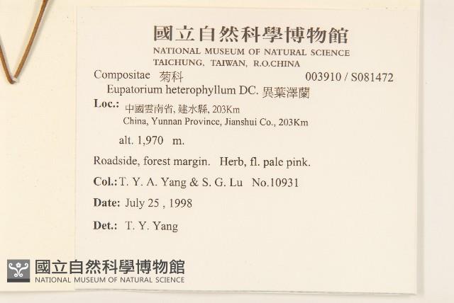 異葉澤蘭藏品圖，第2張