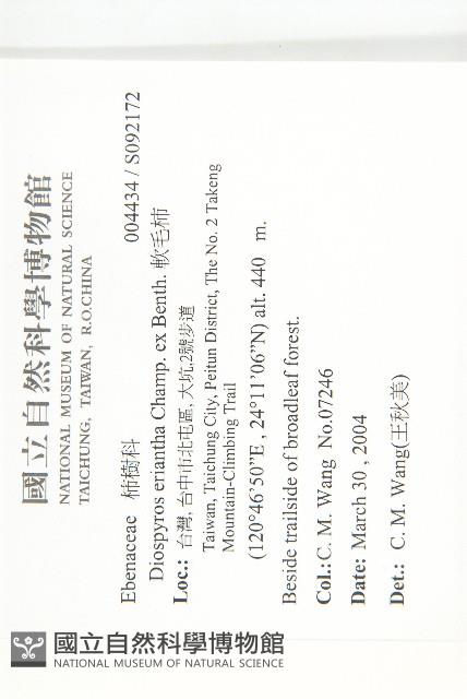 軟毛柿藏品圖，第2張