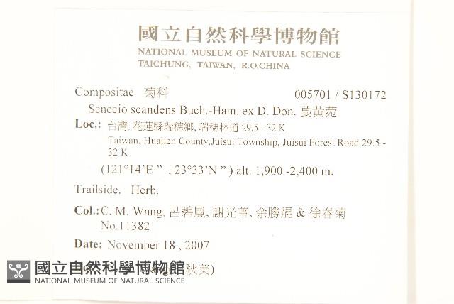 蔓黃菀藏品圖，第2張