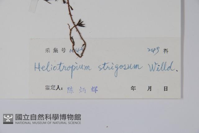 細葉天芥菜藏品圖，第2張