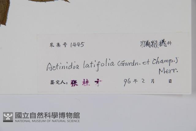 闊葉獼猴桃藏品圖，第2張