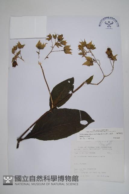 假酸漿藏品圖，第1張