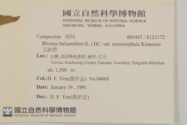 艾納香藏品圖，第2張