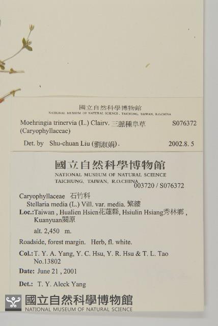 三脈種阜草藏品圖，第2張