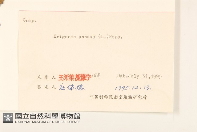 白頂飛蓬藏品圖，第2張