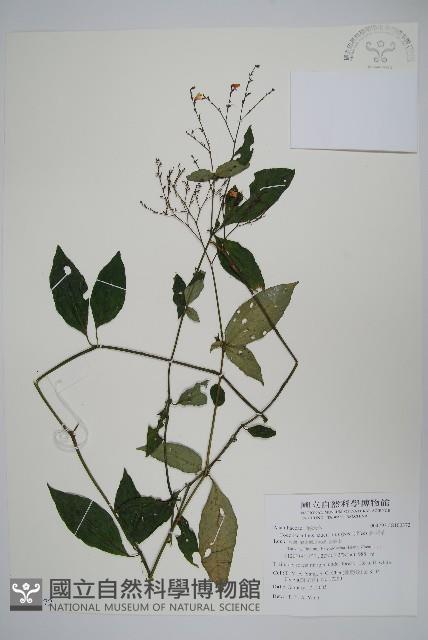 針刺草藏品圖，第1張