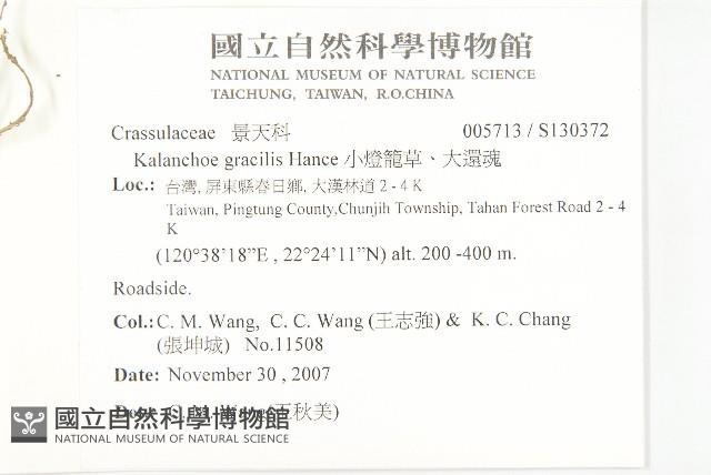 小燈籠草、大還魂藏品圖，第2張