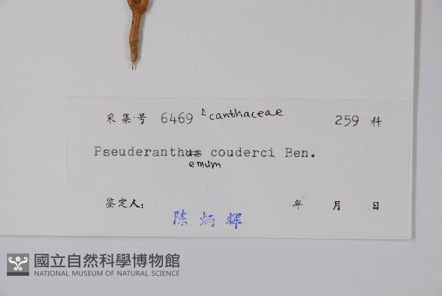 狹葉釣粉草藏品圖，第2張